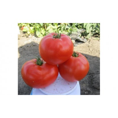 Семена детерминантного томата 1504 F1 среднеранний, (500 нас.) Lark Seeds